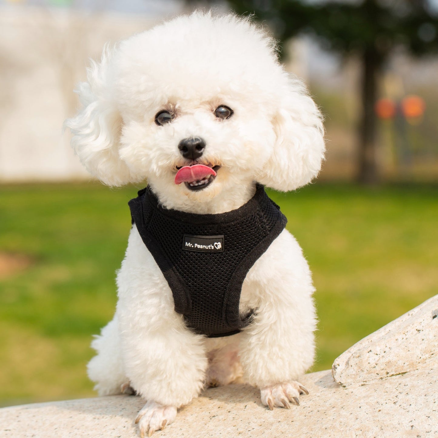 Mr. Peanut's PupTrek Harness and Leash Set, Small Dog/Cat Soft Mesh Step In Harness Vest