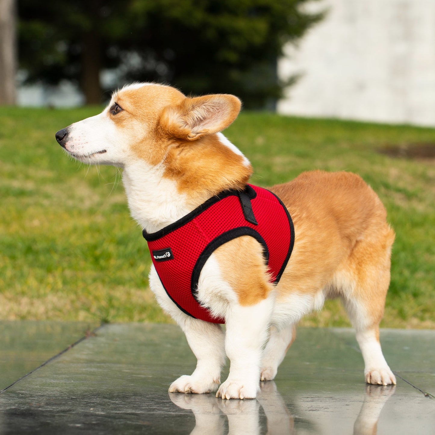 Mr. Peanut's PupTrek Harness and Leash Set, Small Dog/Cat Soft Mesh Step In Harness Vest