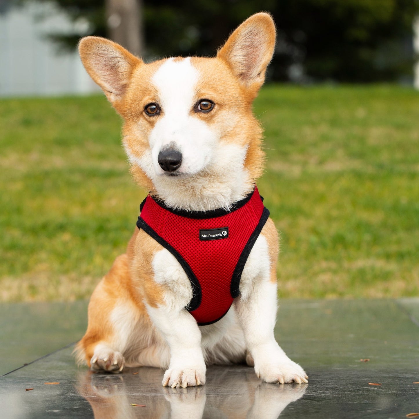 Mr. Peanut's PupTrek Harness and Leash Set, Small Dog/Cat Soft Mesh Step In Harness Vest