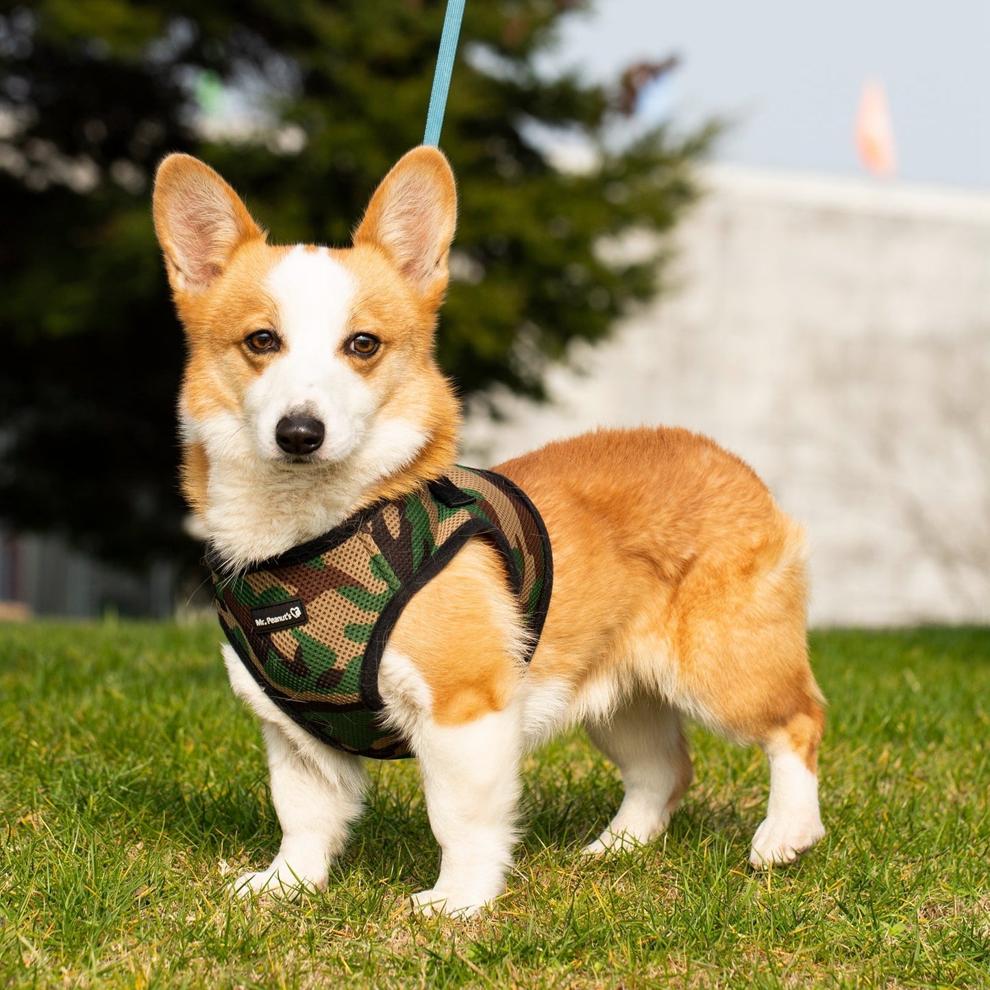 Mr. Peanut's PupTrek Harness and Leash Set, Small Dog/Cat Soft Mesh Step In Harness Vest