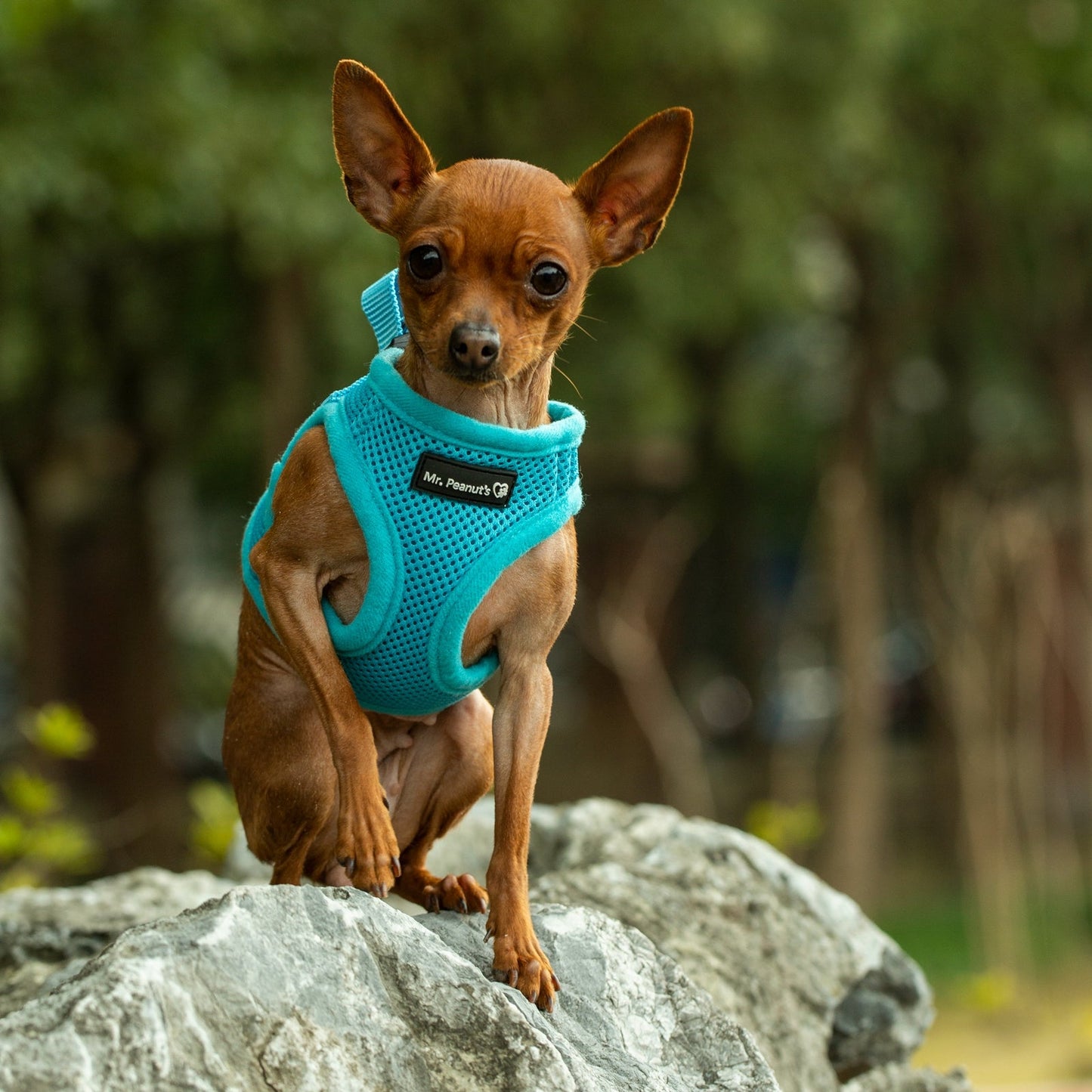 Mr. Peanut's PupTrek Harness and Leash Set, Small Dog/Cat Soft Mesh Step In Harness Vest