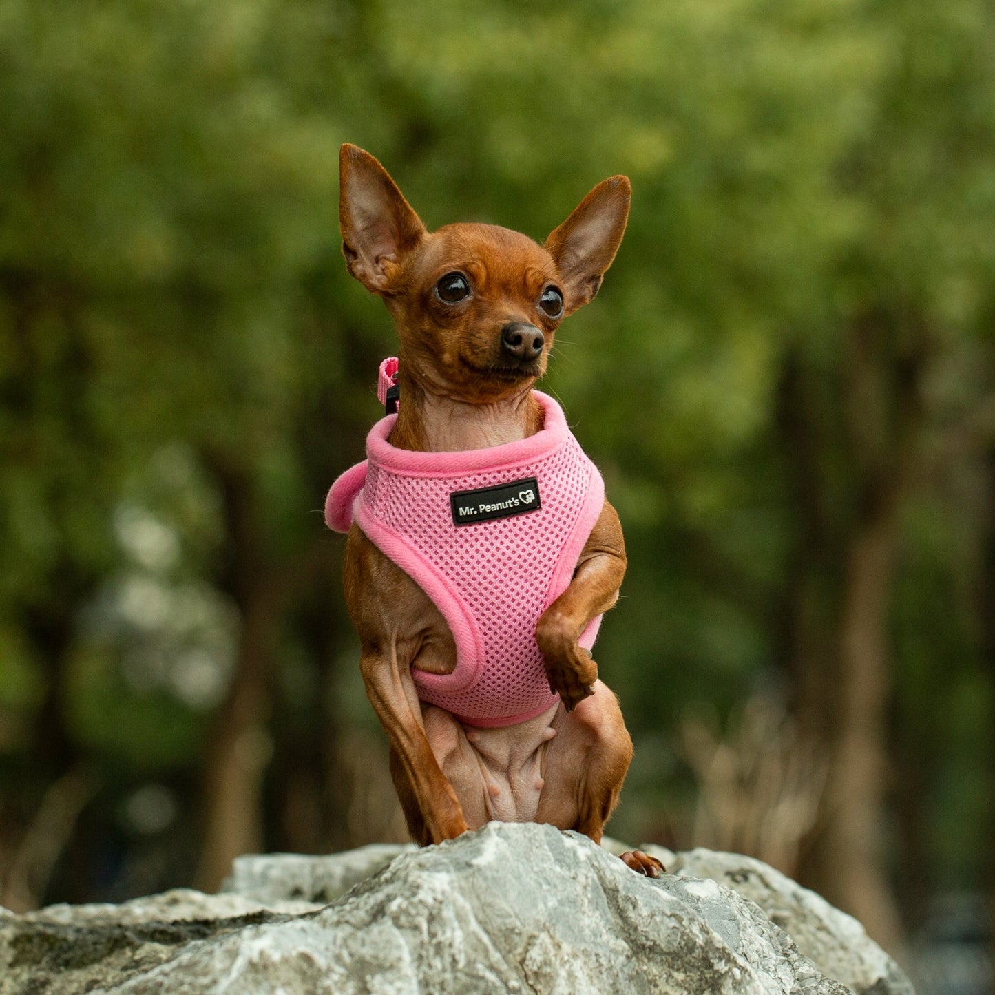 Mr. Peanut's PupTrek Harness and Leash Set, Small Dog/Cat Soft Mesh Step In Harness Vest