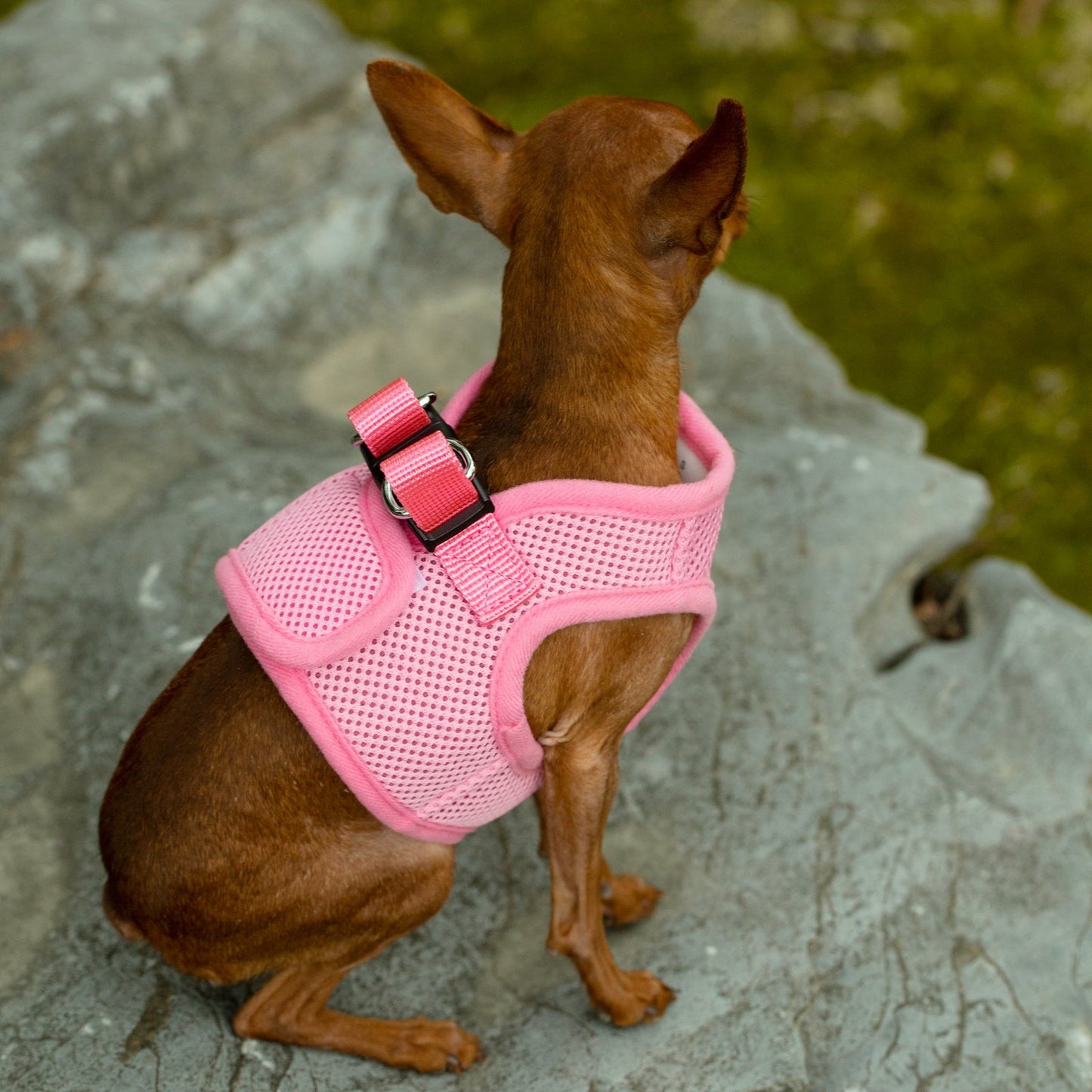 Mr. Peanut's PupTrek Harness and Leash Set, Small Dog/Cat Soft Mesh Step In Harness Vest
