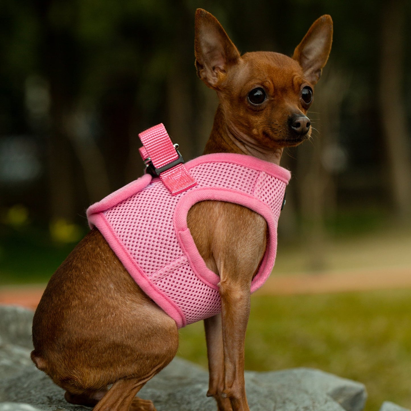 Mr. Peanut's PupTrek Harness and Leash Set, Small Dog/Cat Soft Mesh Step In Harness Vest