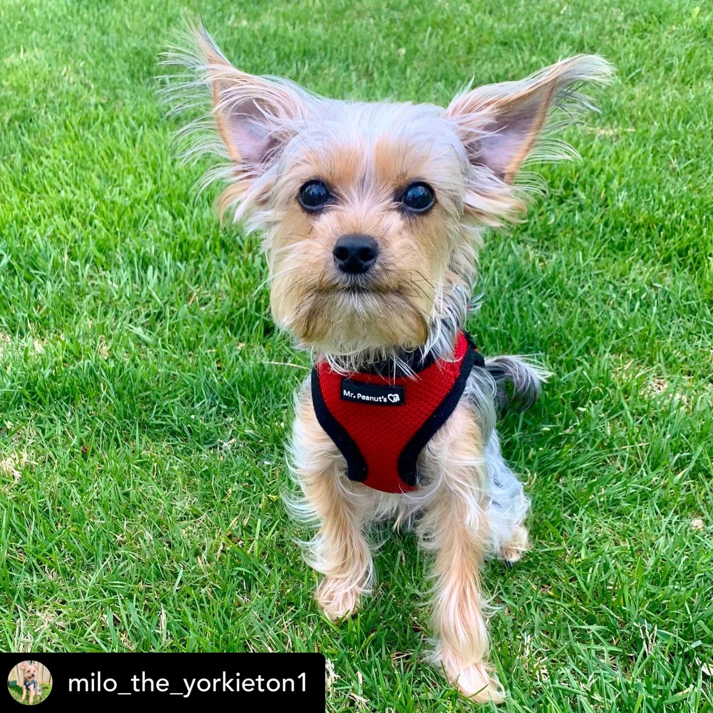 Mr. Peanut's PupTrek Harness and Leash Set, Small Dog/Cat Soft Mesh Step In Harness Vest