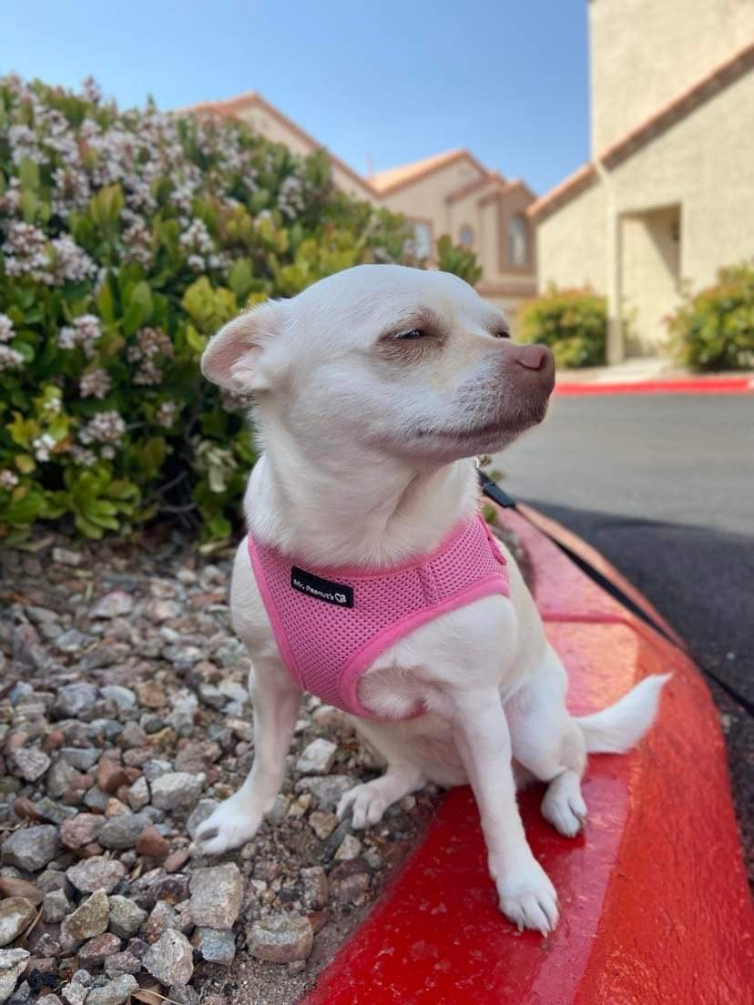 Mr. Peanut's PupTrek Harness and Leash Set, Small Dog/Cat Soft Mesh Step In Harness Vest