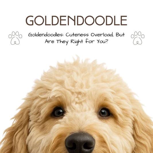 Should You Bring Home a Goldendoodle? Pros & Cons to Consider