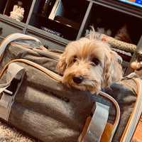Mr. Peanut's Gold Series Standard Size Airline Compliant Expandable Pet Carrier