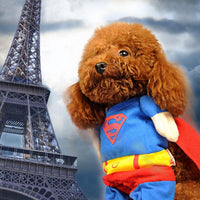 Pawsome Pet Couture: The Ultimate Dog Clothes Transformation