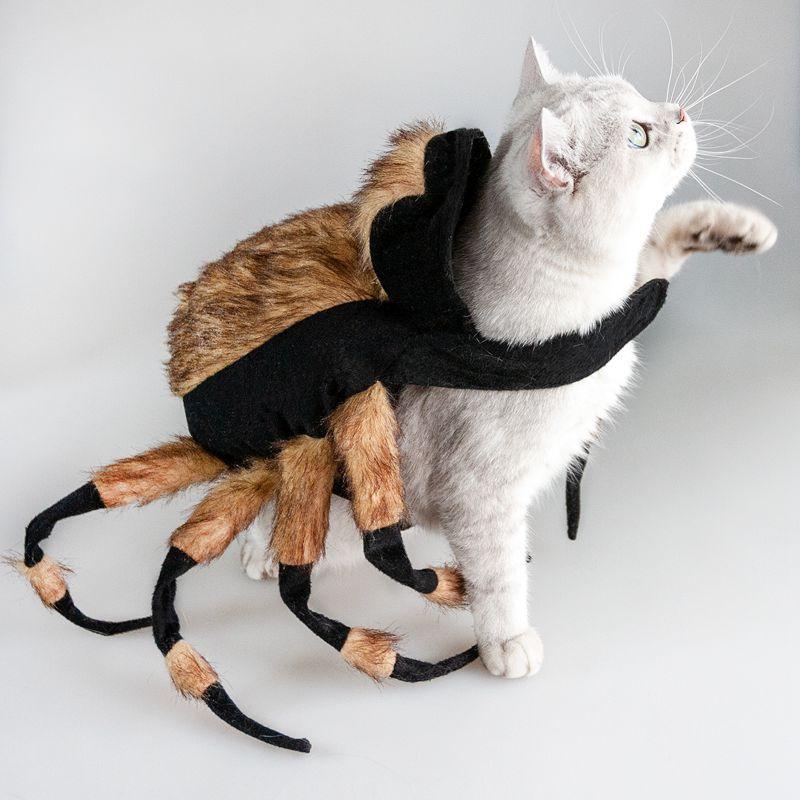 Spider Costume For Pets: Transform Your Furry Friend Into A Spooky Arachnid!