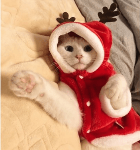 Festive Santa Claus Dog Costume For Small Dogs - Perfect For Christmas Celebrations!