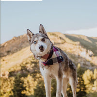 BANDANA - ALPINE
