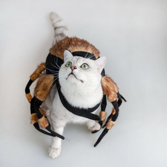 Spider Costume For Pets: Transform Your Furry Friend Into A Spooky Arachnid!