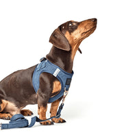 SoHo Dog Harness - Denim