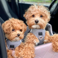 SoHo Dog Harness - Steel