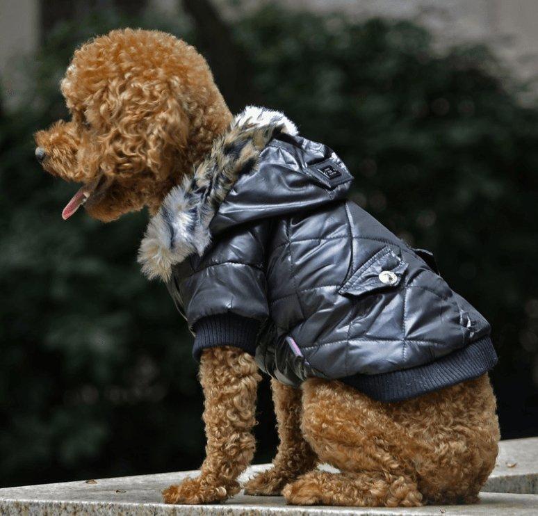 Cozy Canine Couture: Stylish Autumn And Winter Fur Collar Dog Coat