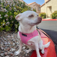 Mr. Peanut's PupTrek Harness and Leash Set,  Small Dog/Cat Soft Mesh Step In Harness Vest
